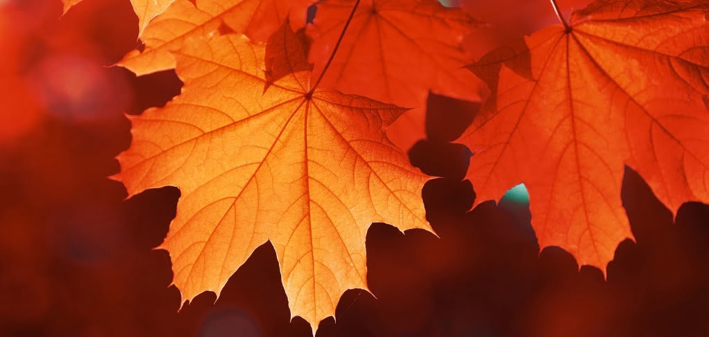 fall leaves